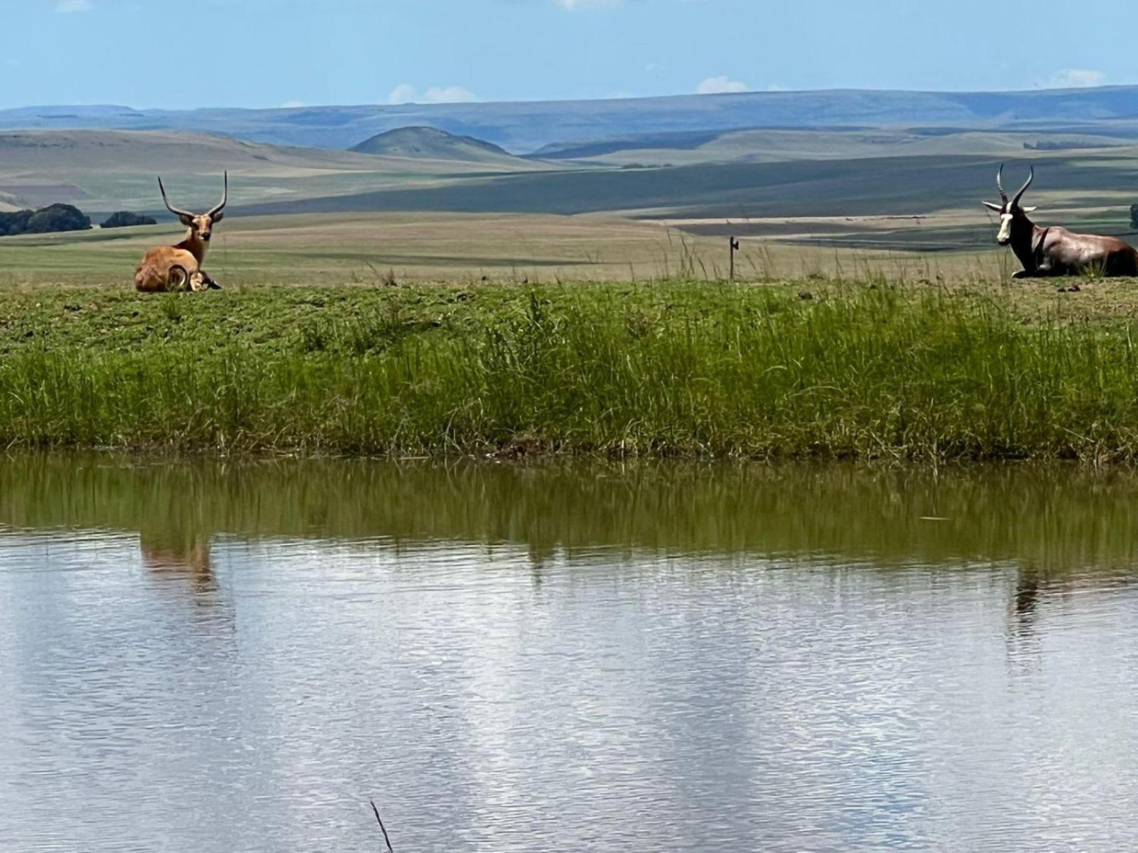 Mount Everest Guest Farm Harrismith